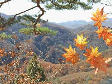 澳门明星诗歌与霍山实时温度，跨界信息的交融解读