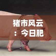 猪市风云:今日肥猪价格的“猪”光宝气