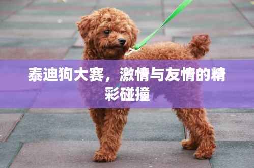 泰迪狗大赛，激情与友情的精彩碰撞