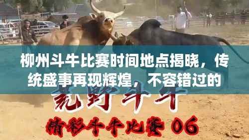 柳州斗牛比赛时间地点揭晓,传统盛事再现辉煌,不容错过的竞技盛宴