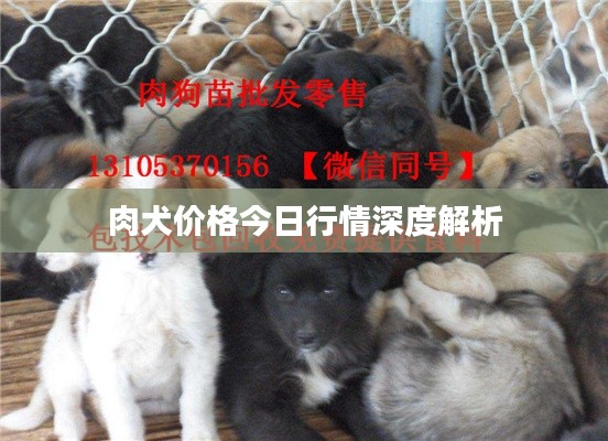 肉犬价格今日行情深度解析
