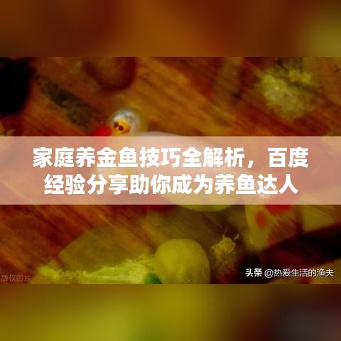 家庭养金鱼技巧全解析，百度经验分享助你成为养鱼达人