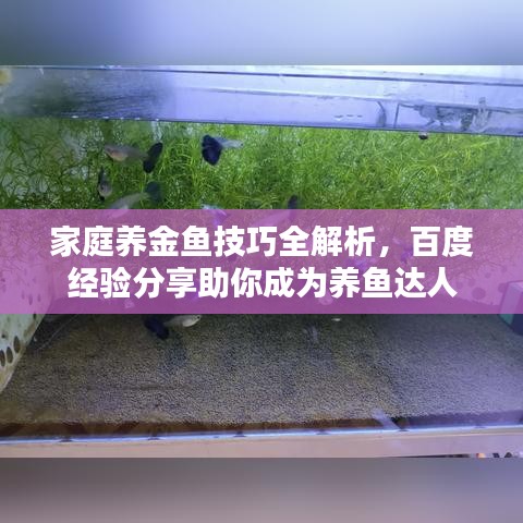 家庭养金鱼技巧全解析,百度经验分享助你成为养鱼达人