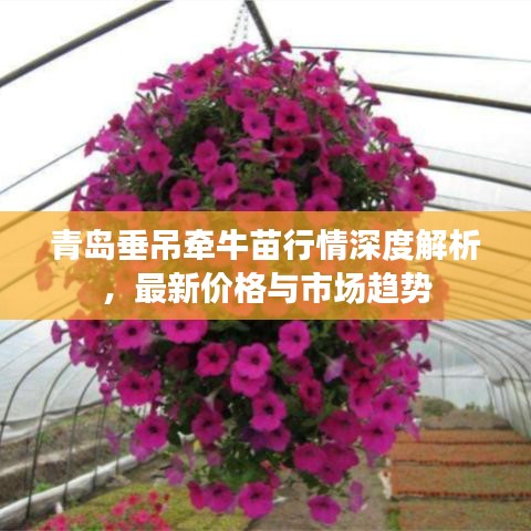 青岛垂吊牵牛苗行情深度解析,最新价格与市场趋势