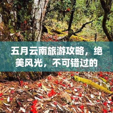 五月云南旅游攻略,绝美风光,不可错过的旅行体验!